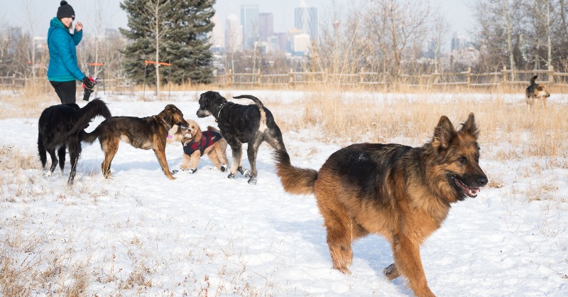 cityofcalgary's tweet photo. Beginning Sept 30, if you’re looking to walk more than six dogs 🐕 at a time off-leash, you now require a professional dog walker permit to do so in an off-leash area, under the Responsible Pet Ownership Bylaw.

To learn more &amp; to apply, click ⬇️