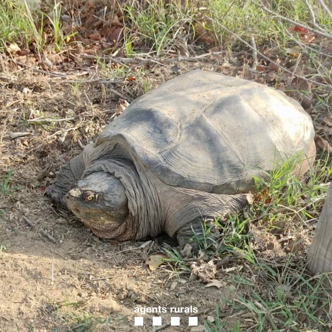 agentsruralscat's tweet photo. Traslladem a @CRARC_Masquefa una tortuga mossegadora (Chelydra serpentina) de 16 kg localitzada per la policia local @ajelprat en el medi natural.

👉 Es tracta  d'una espècie de mossegada potent que cal no confondre amb la  tranquil·la tortuga d'aigua (Mauremys caspica) https://t.co/VjQjjcBgzU