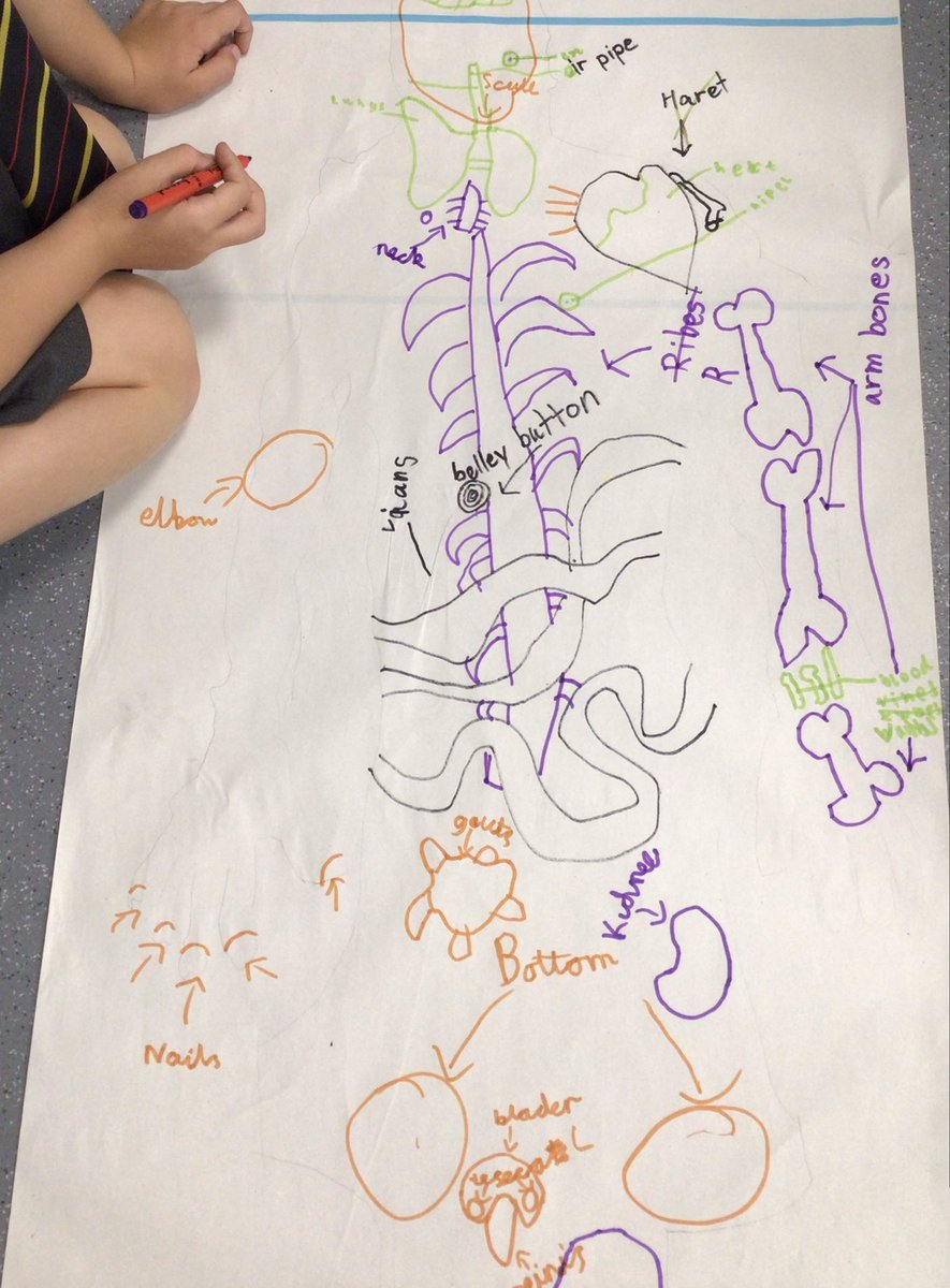 WPatemanscience's tweet photo. It was lovely to meet the new year 3s and watch their reaction to the science room. They demonstrated their initial understanding of the human body. Great teamwork! https://t.co/IG4u7DgdhS