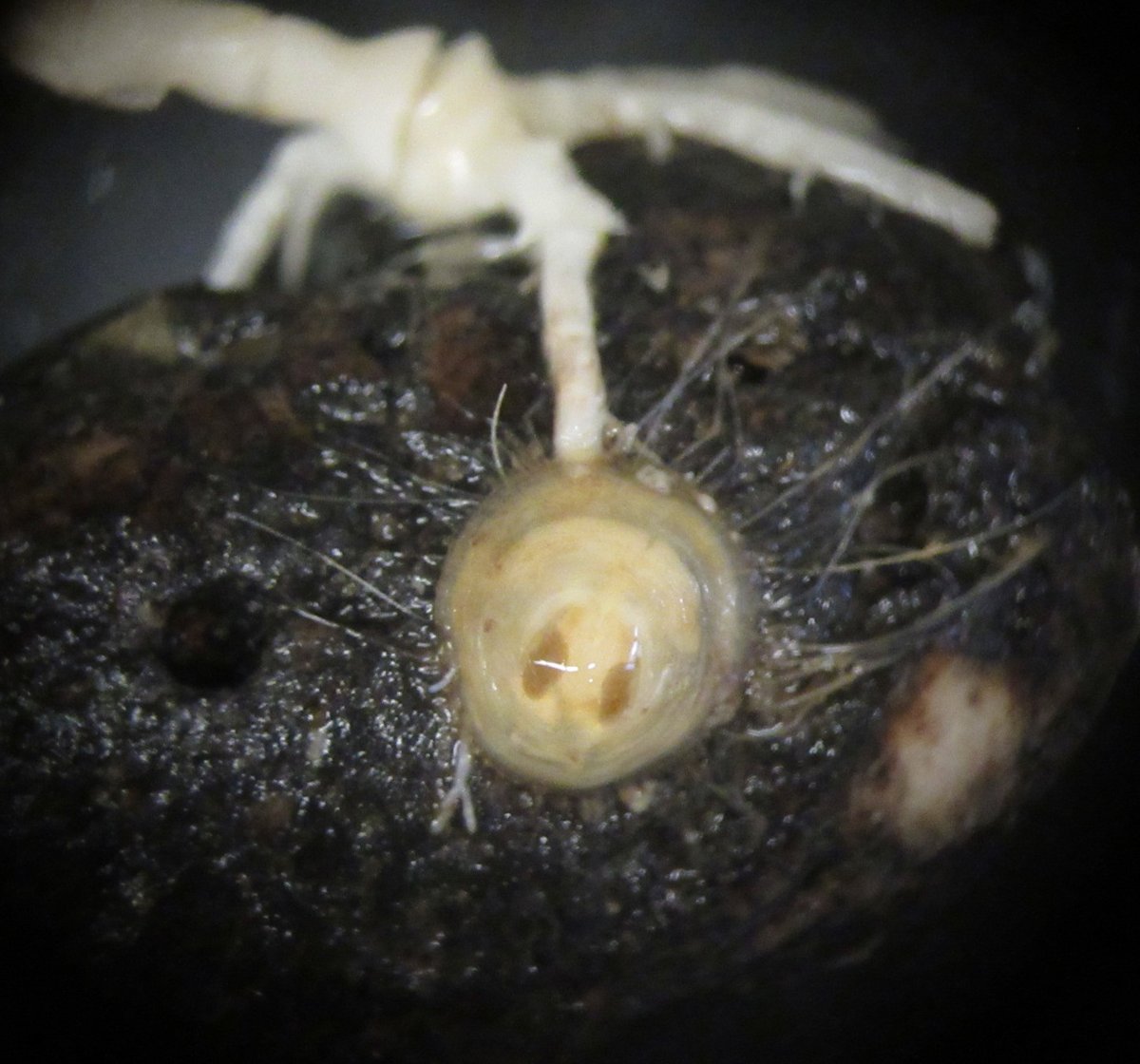 echinoblog's tweet photo. COOL collections discovery! Bathycrinid crinoid stalk holdfast on rock PLUS discinid BRACHIOPOD! fr. @InvertebratesDC off Oregon, 2826 meters! #deepsea! #echinoday, #crinoidweek IDs thanks to M. Eleaume & Ellen Strong! https://t.co/beRCalRgW7