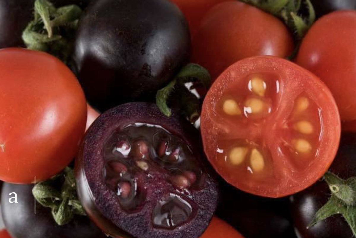 AgBioWorld's tweet photo. 👏🏼 @USDA_APHIS concludes that the GM tomato poses no risk, and needs no regulation! Norfolk Plant Sciences modified it to alter its color &amp;  enhance its nutritional quality. Now, this plant may be safely grown and used in breeding in the United States.

https://t.co/8qY5rxm4vN https://t.co/gvn6NQsn9c