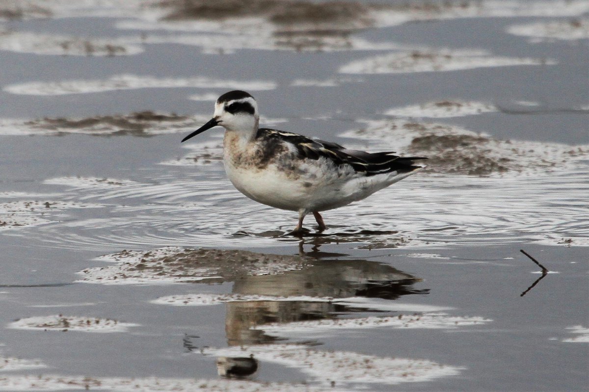 glaslynbirder's tweet photo. Red-necked Phalarope on Afon Glaslyn at Porthmadog this afternoon. yipeeeee. @BirdGuides @rbnUK @BTO_Cymru https://t.co/9W1MWaXkkT