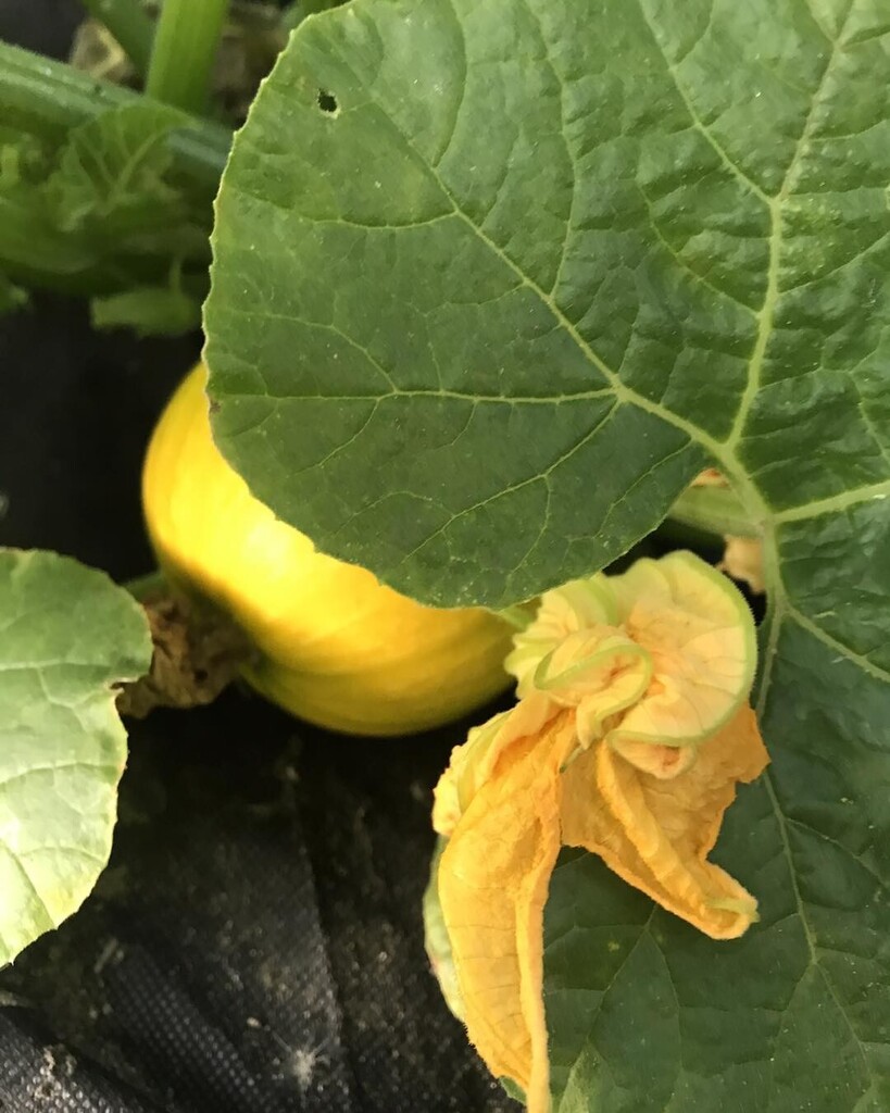 It’s really easy to be part of the Show, you don’t need a big garden or an allotment to do so and it’s FREE TO ENTER! 
Bring your entries to the Imperial Room this Saturday between 9 and 11am #matlockshow2022 #matlockshow #matlocktowncouncil #wellfieldal… instagr.am/p/CiNiA9EIK8S/