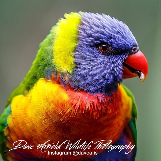 Marychen85201's tweet photo. Rainbow Australian parrot "headshot" https://t.co/hP2R0RW8sV