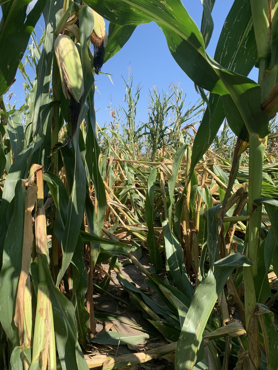 Remember the short stature corn trial I  showed photos of earlier this season? A localized storm caused a lot of downed commercial corn in a strip here in western illinois. Luckily my trial was right in the middle of it. Very impressed by the short stature corn here vs standard.