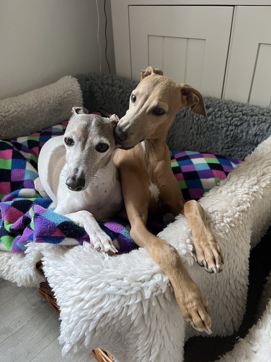Sometimes all you can do is give your pal a hug and a kiss..

#difficulttimes #loveyourfriends #sad #italiangreyhound #iggy
