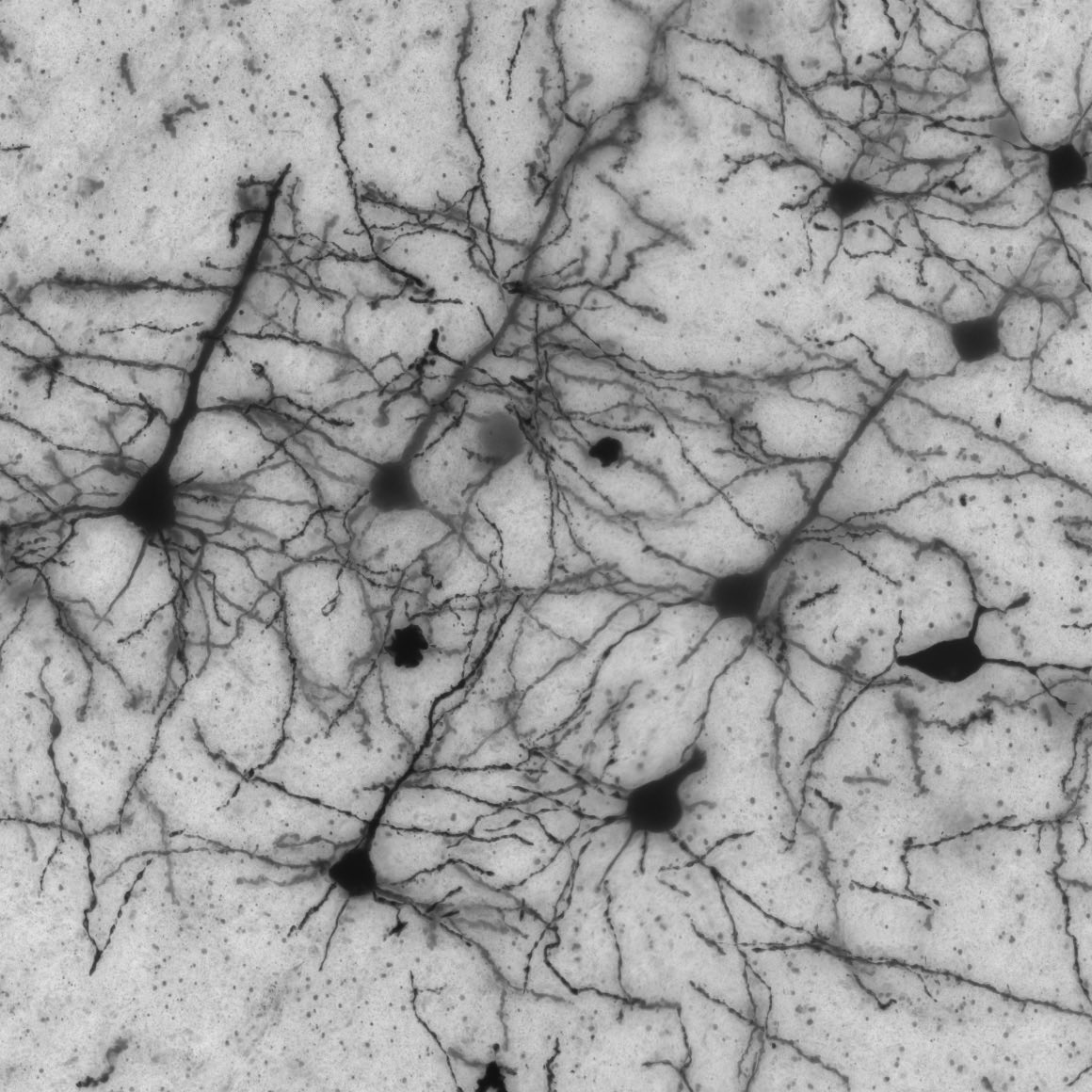 alexcarisey's tweet photo. 🚨Job alert! 😀 I’m hiring an imaging specialist and an image analyst for the CNB/CPNDR microscopy core facility at @StJudeResearch. Please check out the positions below or get in touch if you have any questions!

https://t.co/PjQ34m82Sw

https://t.co/HlOX3wOPIF https://t.co/1VjbV2iBCH