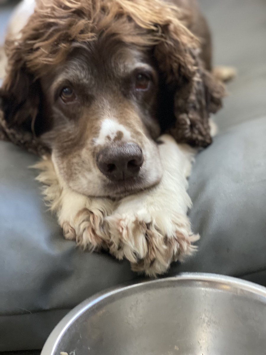 SpanielsSuper's tweet photo. Mum?
Tea was delicious….. but there wasn’t enough & my bowl is empty….
Could I have some more please #PleaseMum #ChickenTea #Delicious https://t.co/f5ueTqc991