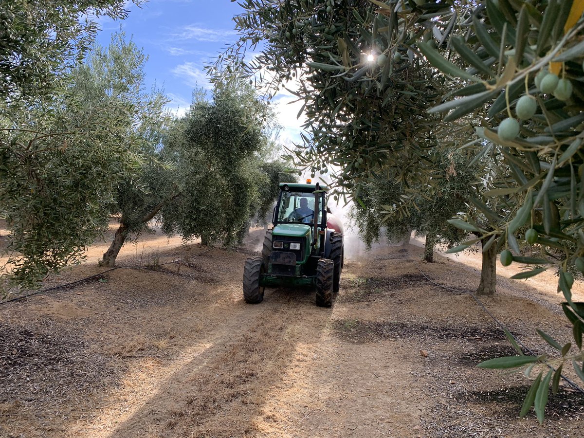 pfernandez1975's tweet photo. Este es el aspecto de este olivar 🫒en la finca Pedro El Conquistador donde se está realizando protocolo #CropBalance de @sipcam_iberia Magnífico cuajado y desarrollo de frutos, hoy 2da aplicación con el #bioestimulante #StiloHydro en esta fase crucial de fabricación de aceite 👏 https://t.co/9lyY42vkOB