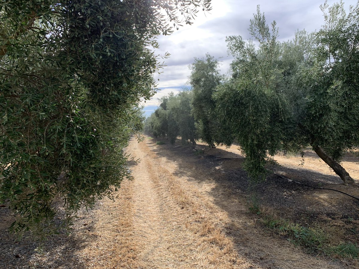 pfernandez1975's tweet photo. Este es el aspecto de este olivar 🫒en la finca Pedro El Conquistador donde se está realizando protocolo #CropBalance de @sipcam_iberia Magnífico cuajado y desarrollo de frutos, hoy 2da aplicación con el #bioestimulante #StiloHydro en esta fase crucial de fabricación de aceite 👏 https://t.co/9lyY42vkOB