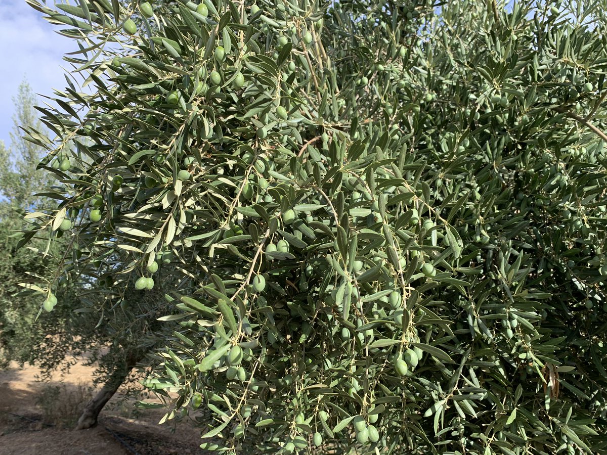 pfernandez1975's tweet photo. Este es el aspecto de este olivar 🫒en la finca Pedro El Conquistador donde se está realizando protocolo #CropBalance de @sipcam_iberia Magnífico cuajado y desarrollo de frutos, hoy 2da aplicación con el #bioestimulante #StiloHydro en esta fase crucial de fabricación de aceite 👏 https://t.co/9lyY42vkOB