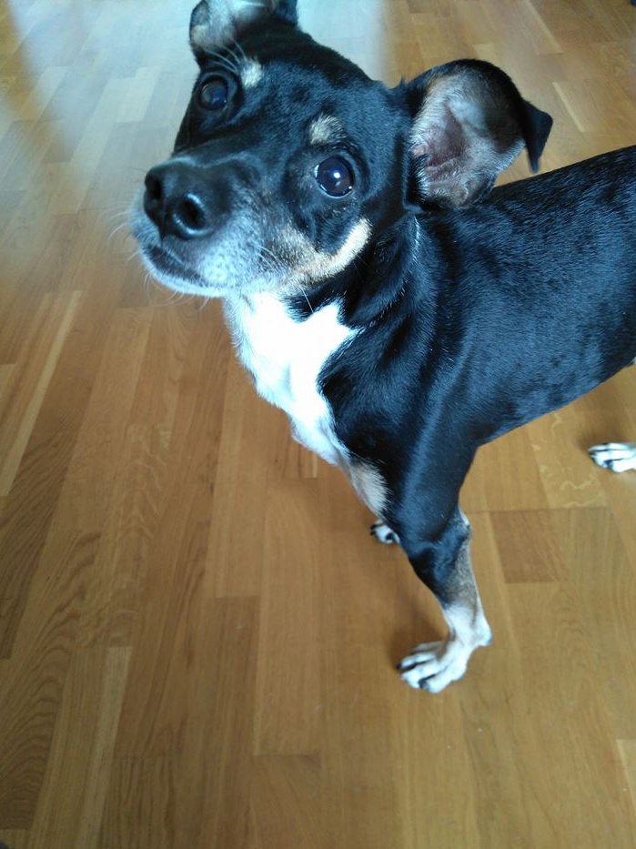 VISO ⚡ tweet media