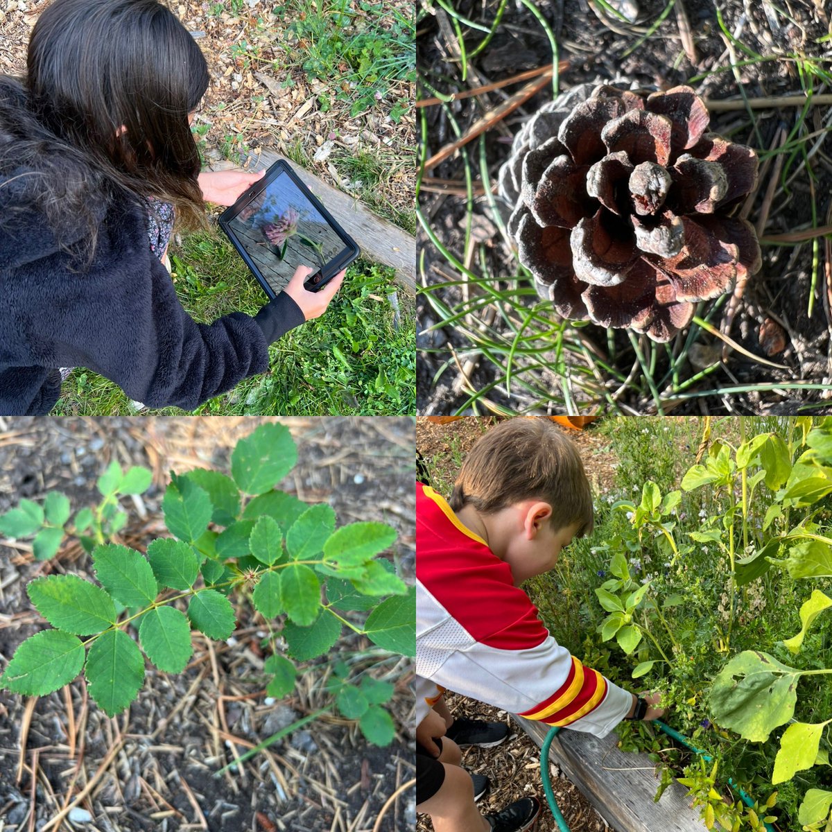 Exploring fractals and patterns in nature. <a href="/bandedpeakrvs/">Banded Peak School</a> #rvsed #mathisbeautiful