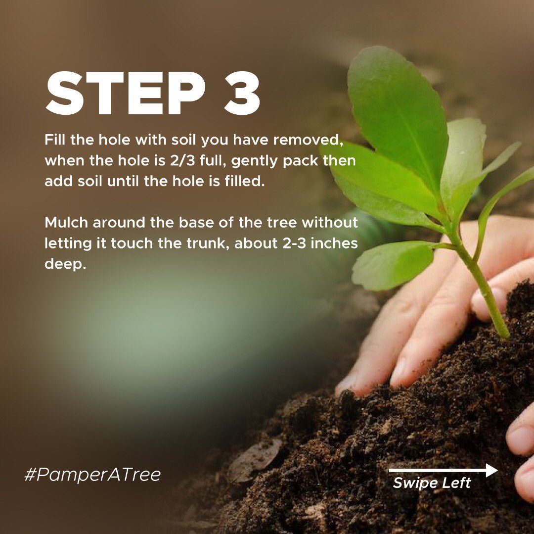 greenfuturesug's tweet photo. We'd like to join the global celebration of #WorldCleanAirDay. 

Trees absorb carbon dioxide from the atmosphere, lowering the greenhouse gas effect while also providing us with clean air to breathe. 

Here's how you can plant a tree and contribute to global change. #PamperATree https://t.co/oJJc6Jm0wI