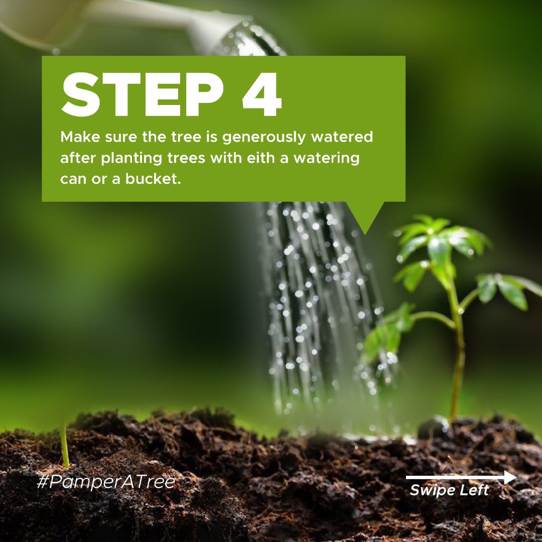 greenfuturesug's tweet photo. We'd like to join the global celebration of #WorldCleanAirDay. 

Trees absorb carbon dioxide from the atmosphere, lowering the greenhouse gas effect while also providing us with clean air to breathe. 

Here's how you can plant a tree and contribute to global change. #PamperATree https://t.co/oJJc6Jm0wI