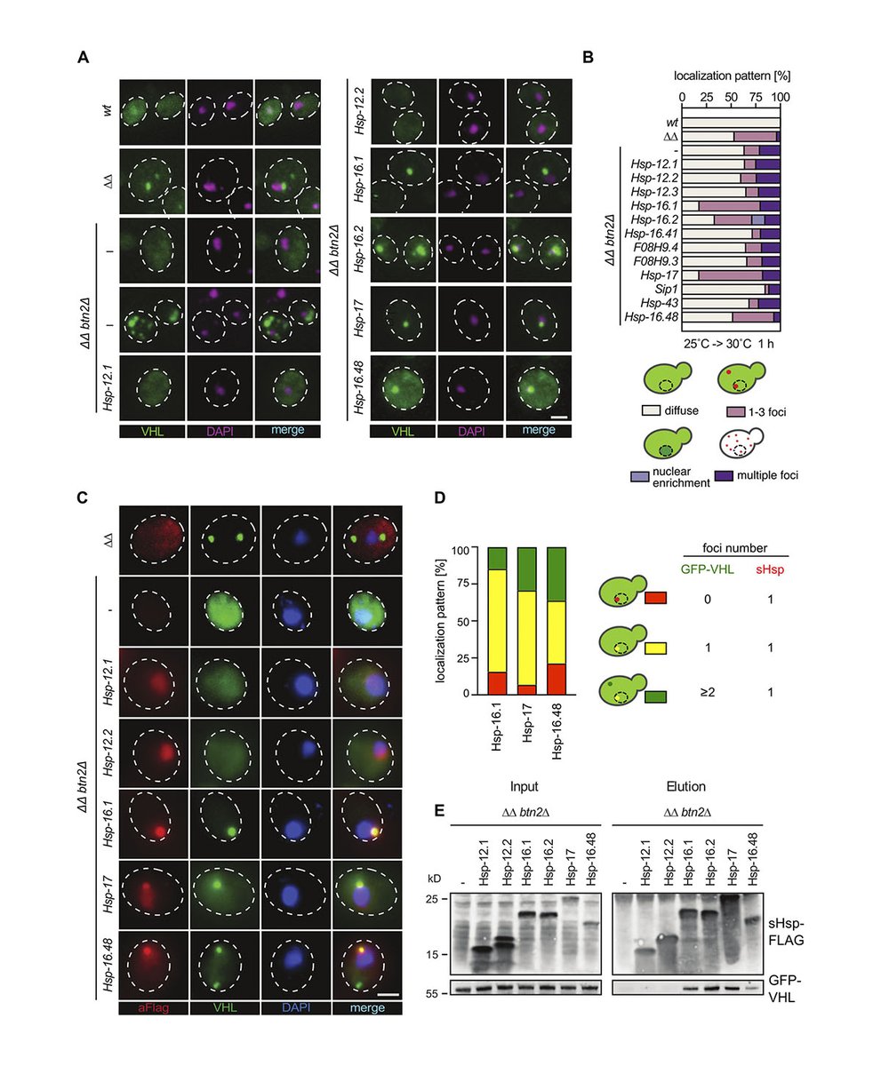 JCellBiol's tweet photo. Shrivastava, Mogk, Bukau @BukauLab et al. @ZmbhH demonstrate that the function of sHsp sequestrase is evolutionarily conserved and based on specific sequence features of their disordered N-terminal extensions. https://t.co/FHNYoubgxG

@declan_c9
#Biochemistry #ProteinHomeostasis https://t.co/QxIKHGmuEk
