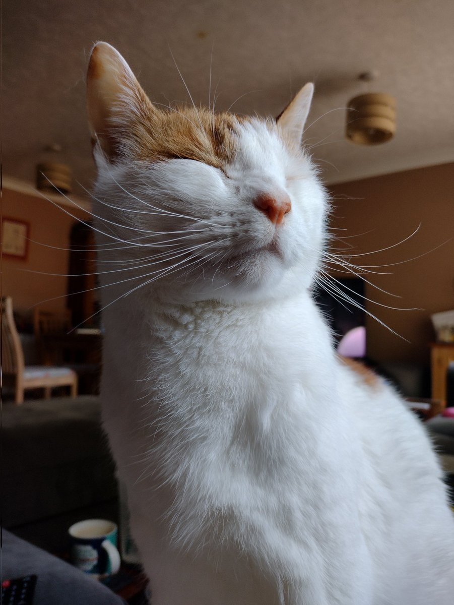 Mr Cats Rule The Internet
#NewMrMenOrLittleMissTitles #TheCatsWeTweet