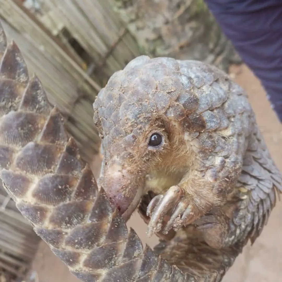 JackChimps's tweet photo. 🌿PANGOLINS RELEASED - Our colleagues of the APPACOL-PRN team rescued 2 #pangolins. 1 had wounds &amp; was treated. Both pangolins are back into their habitat. 
Many thanks to APPACOL-PRN. Thanks to Linda @OATanimaltrust for the treatments &amp; to the @THFZim for its  advice
#release https://t.co/eomkqR70em
