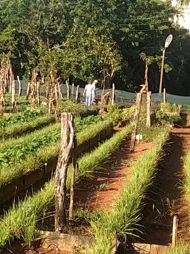 👉🌲🌿Trabajo productivo en  Finca La Cueva #ParqueNacionalViñales en saludo a la primera Feria del conocimiento #Agroecología y #DesarrolloSostenible a celebrarse el 9 de septiembre
