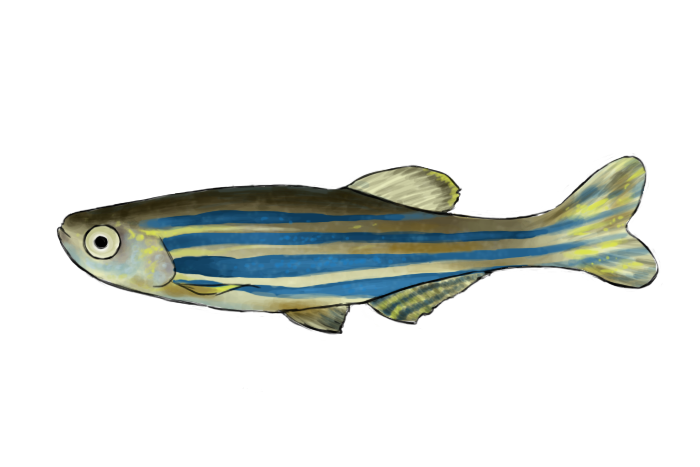 ducbobo's tweet photo. Very pleased to say our piece on #DevelopmentalPlasticity, #ThermalVariability, and #Reproduction in #zebrafish was published in @RSocPublishing (ProcB) today with #OpenAccess! https://t.co/gllEEmMWp3 Takeaways below, please enjoy this little zf sketch! https://t.co/GU9sSBOTPy