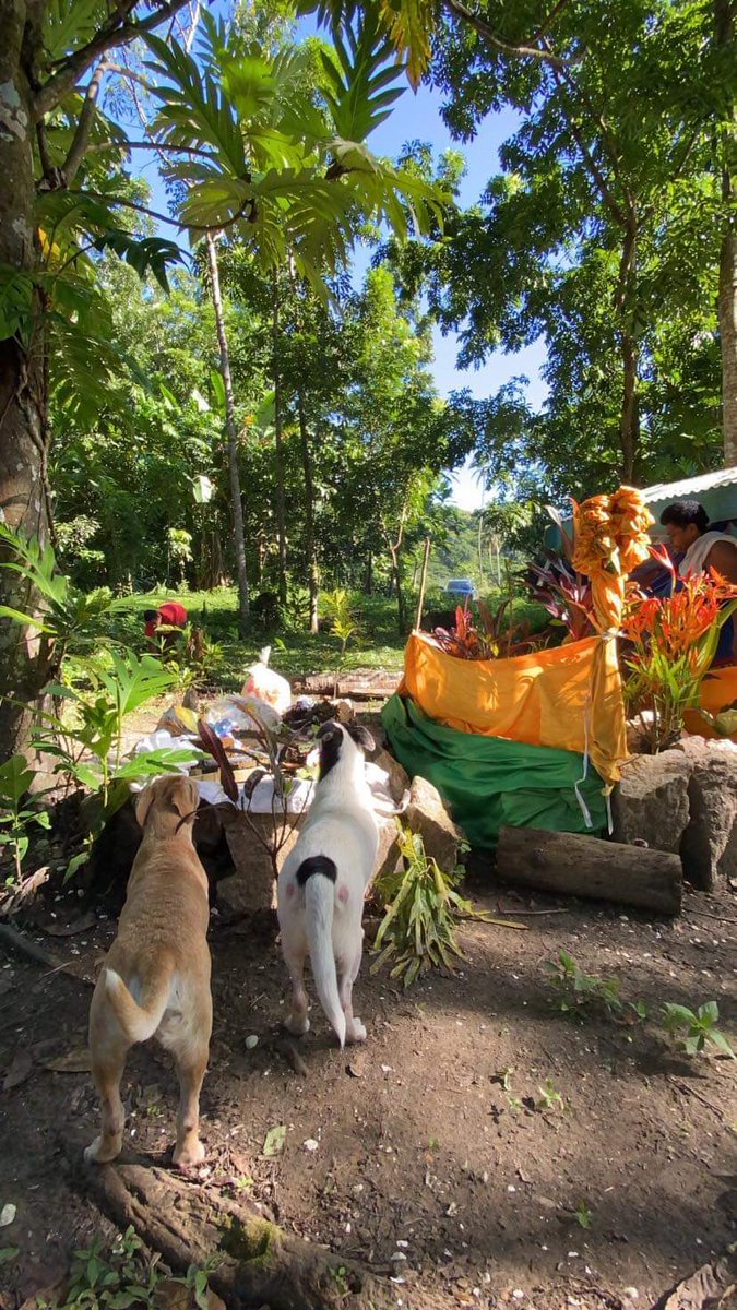 FurrrryB's tweet photo. And now we are four. Rest in eternal love village cuzzies, Charlie & Cuba. Inseparable in life, and transitioned within a month of each other. Thank you for the smiles Cuba, and the stories Charlie. We will miss you two! Thank you for choosing our #palwar! Much loved. https://t.co/qAu68tlGKN