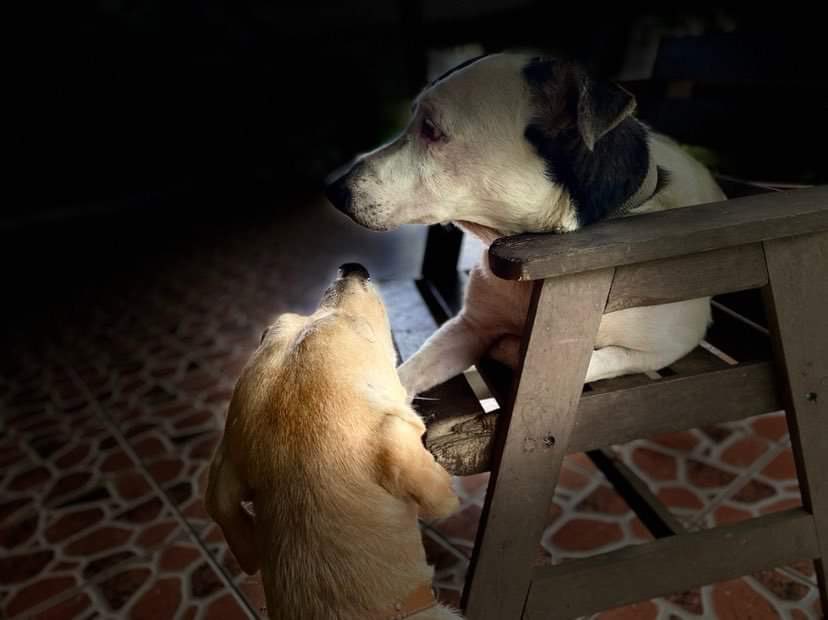 FurrrryB's tweet photo. And now we are four. Rest in eternal love village cuzzies, Charlie & Cuba. Inseparable in life, and transitioned within a month of each other. Thank you for the smiles Cuba, and the stories Charlie. We will miss you two! Thank you for choosing our #palwar! Much loved. https://t.co/qAu68tlGKN