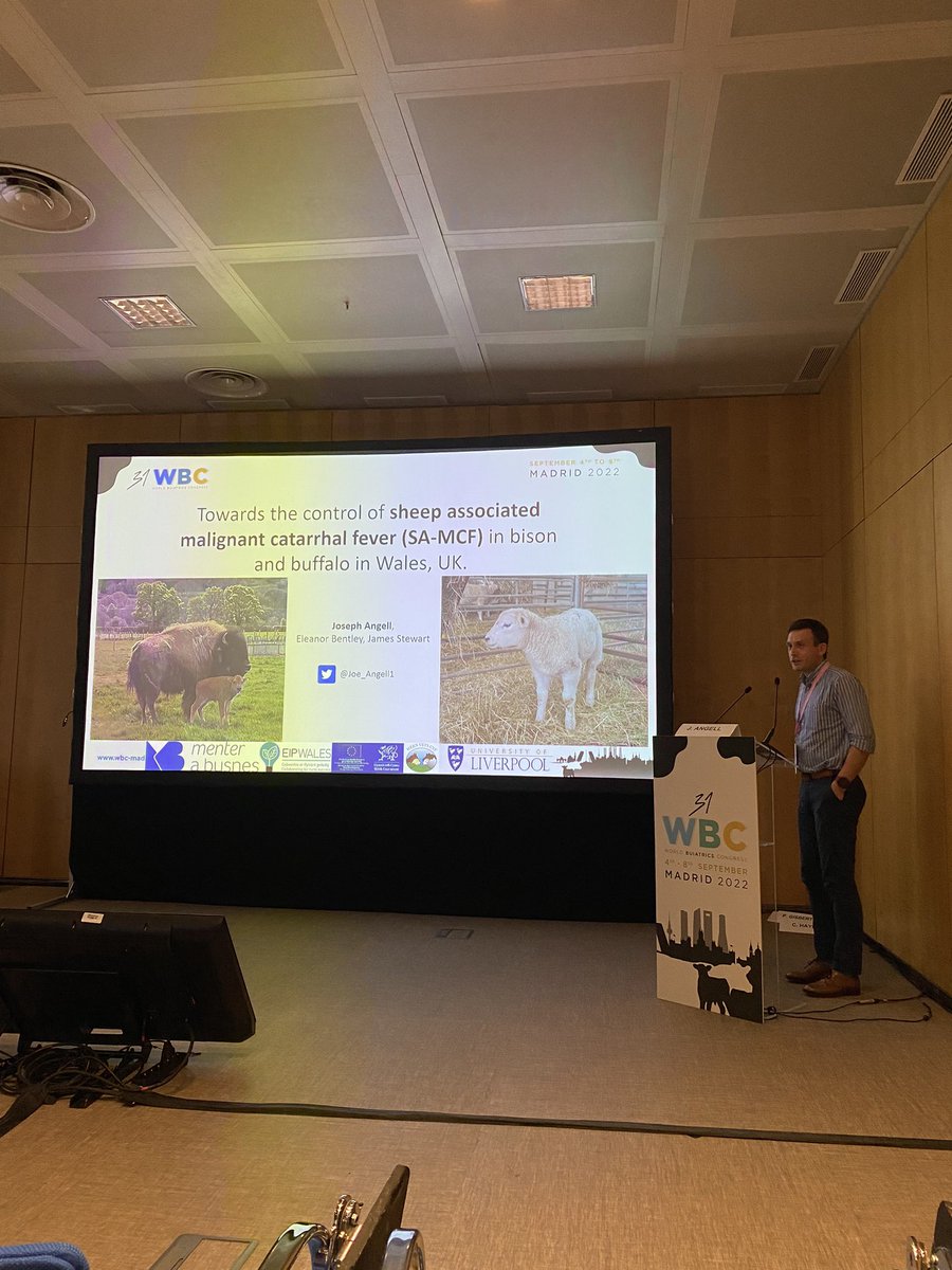 InfluEllie's tweet photo. Great talk from @Joe_Angell1 on our work sheep associated malignant catarrhal fever, lots more exciting data to come! https://t.co/SAjkOYwwZW