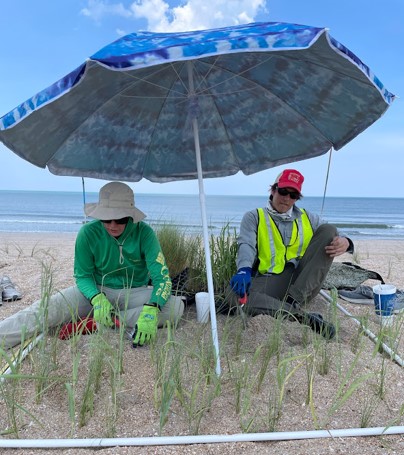 UFcoastal's tweet photo. Our team working on an Engineering with Nature project in Ponte Verda to better understand how intra and interspecific competition and interactions can enhance #dunerestoration and how they may be modified by changing density and nutrient levels! https://t.co/yaE96fwfiA