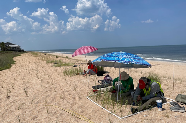 UFcoastal's tweet photo. Our team working on an Engineering with Nature project in Ponte Verda to better understand how intra and interspecific competition and interactions can enhance #dunerestoration and how they may be modified by changing density and nutrient levels! https://t.co/yaE96fwfiA