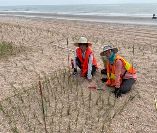 UFcoastal's tweet photo. Our team working on an Engineering with Nature project in Ponte Verda to better understand how intra and interspecific competition and interactions can enhance #dunerestoration and how they may be modified by changing density and nutrient levels! https://t.co/yaE96fwfiA