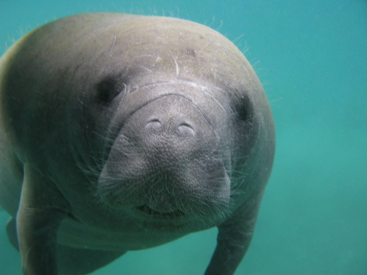 USFWS International on Twitter: "Today is International Manatee Day