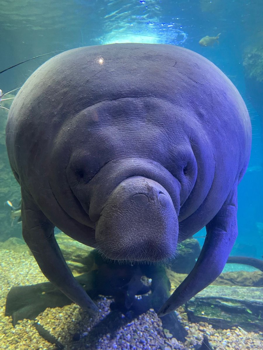 CrocResCoal's tweet photo. Happy International Manatee Day!
Belize has the highest know density of Antillean Manatee also known as “sea cows” due to their size, slow-moving swimming, and diet. generally solitary but will occasionally gather in locations to feed.
#CreaturesOfBelize #wildbelize https://t.co/rTxLOMcxHx