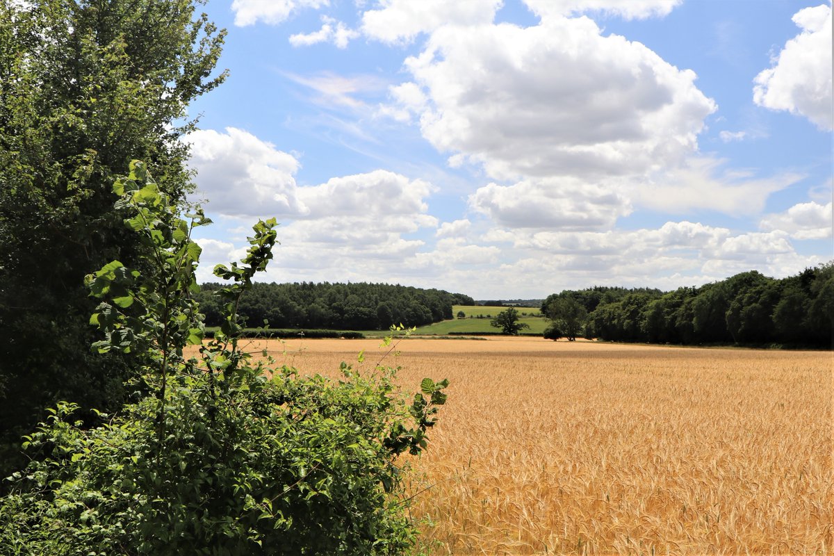 Here’s your chance to win cash and support us defending the Hertfordshire Countryside.
A share in the 100 Club costs just £1 per month and you can hold up to five shares. 
You can find more information and join here: cpreherts.org.uk/get-involved/1…
