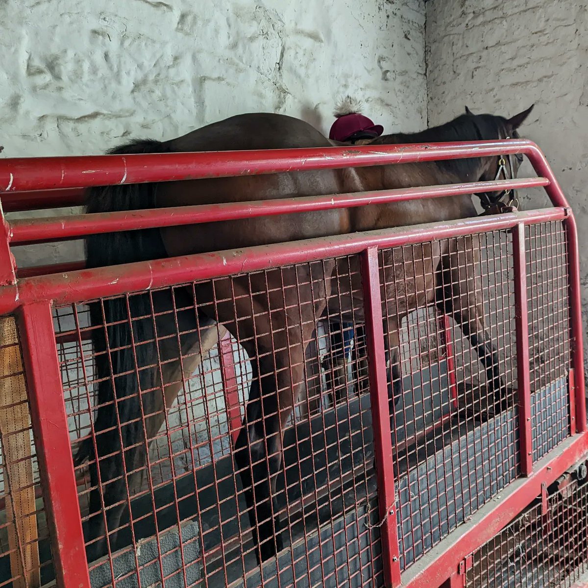 FollandBowen's tweet photo. The Book 3 yearlings stepping up their work load this week. These 3 are by Land Force, Showcasing &amp; Due Diligence 

Different body shapes, different goals, different minds. They're all treated as individuals here from their feed to work programmes

#equinetreadmill
#yearlingprep https://t.co/93HbYRAwri