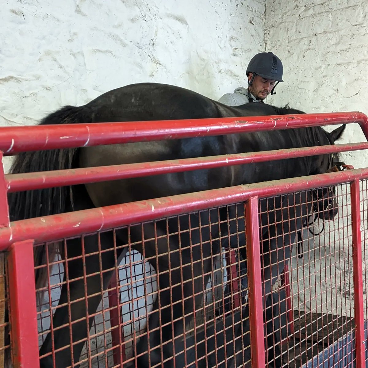 FollandBowen's tweet photo. The Book 3 yearlings stepping up their work load this week. These 3 are by Land Force, Showcasing &amp; Due Diligence 

Different body shapes, different goals, different minds. They're all treated as individuals here from their feed to work programmes

#equinetreadmill
#yearlingprep https://t.co/93HbYRAwri