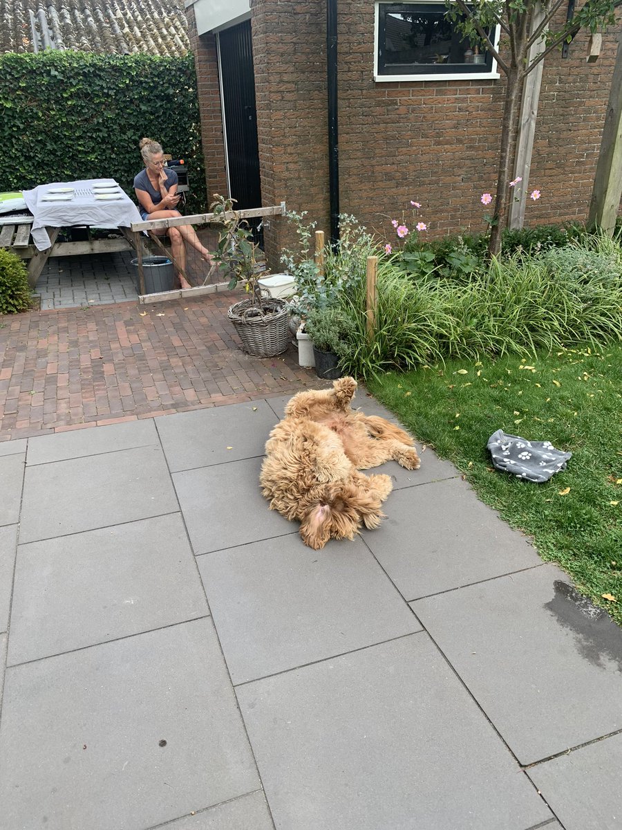 De hond met de meeste swag van Wezep