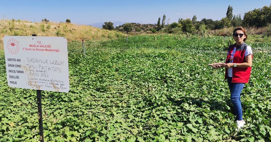 YataganTarim's tweet photo. İlçemiz Kırıkköy mahallesin'de 10 Dekar alanda kurulu olan #morpatates bahçelerinde hasat için ürün gelişimi ve verimi İlçe Müdürlüğü personelleri tarafından kontrol edildi.
@aysedidembiber @barissaylak
@VahitKirisci @muglatarim @tcmuglavaliligi @TCTarim https://t.co/kNiYIhYknF