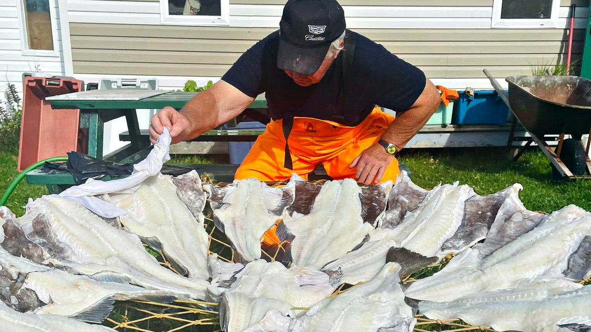 The Broadcast (@thebroadcastcbc) on Twitter photo Ahead on <a href="/TheBroadcastCBC/">The Broadcast</a>, Gerald Riggs of Bay de Verde still "making fish" like his ancestors did <a href="/hfnlca/">Heritage NL</a>
<a href="/CBCNL/">CBC Newfoundland and Labrador</a> <a href="/todd_obrien/">Todd O'Brien</a> Ahead on <a href="/TheBroadcastCBC/">The Broadcast</a>, Gerald Riggs of Bay de Verde still "making fish" like his ancestors did <a href="/hfnlca/">Heritage NL</a>
<a href="/CBCNL/">CBC Newfoundland and Labrador</a> <a href="/todd_obrien/">Todd O'Brien</a>