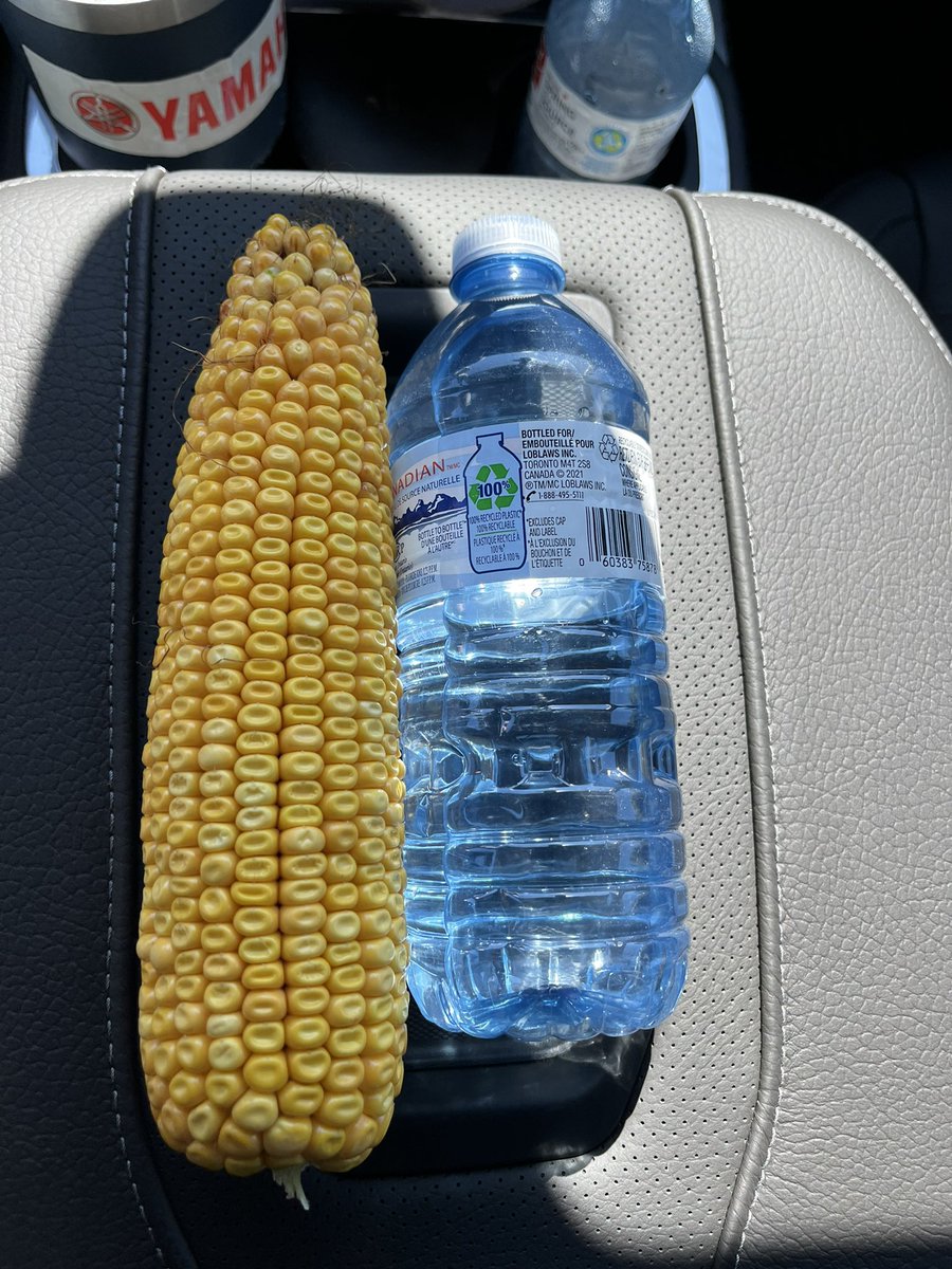 Yes this is the biggest cob I could find and I hope they’re are more where that came from.