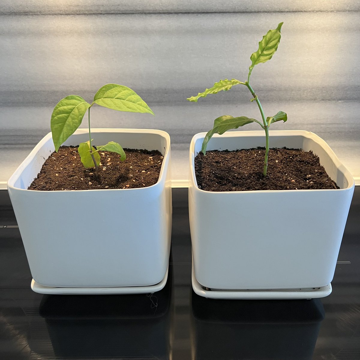 RT and like to win a free #NFT - includes a free IRL #psychedelic plant claim of your choice. 

∆FLORA #64 is a rare and sacred combination of the Chacruna plant with an Ayahuasca flower.  Combined, these two plants make up Ayahuasca brew.