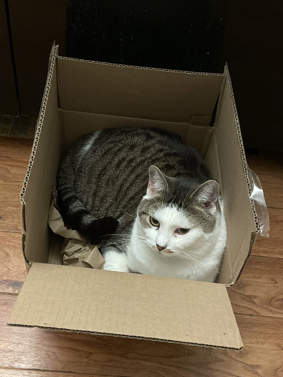 _Bok_Choy_Boy's tweet photo. @KiraBuckland I offer pictures of Maple in solidarity https://t.co/R7zfqHNY9E