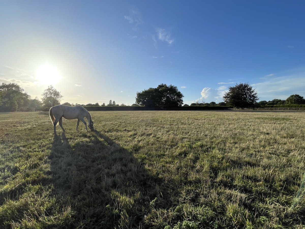 Marston Stud tweet media