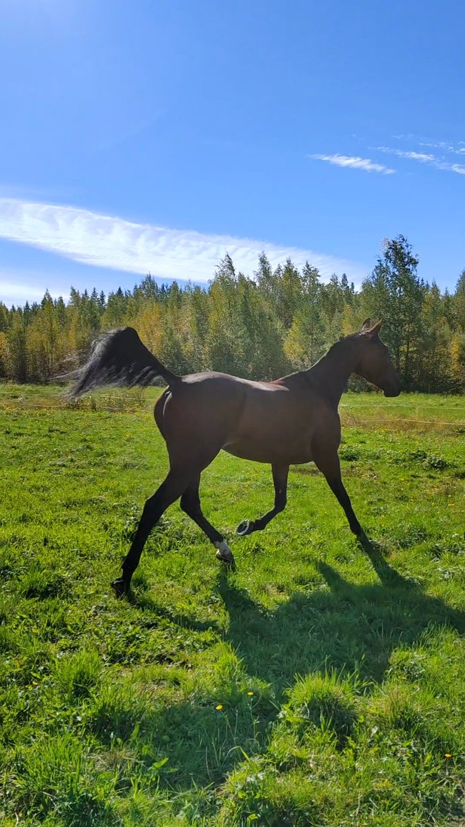 #muchomachoman lähtee huomenna viettämään ikuista kesää. Edellinen OTJ vamma saatiin parannettua, 2vkoa saatiin nauttia "terveestä" hevosesta, kun VTJ hankkari repesi yli 50% ja erittäin vakavasti. Sairaushistoria ottaen huomioon, on aika päästää tämä TaskuRaketti pois 💔 #ravit