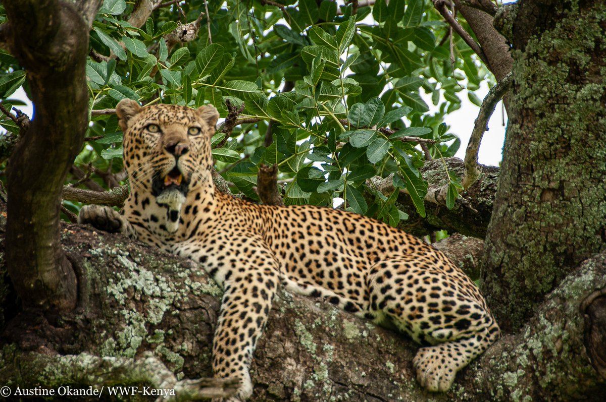 WWF-Kenya (@wwf_kenya) on Twitter photo An adult leopard lounges high up on camouflaged branch. #DIY wildlife-based tourism supports 12% of ๐ฐ๐ชโs economy & employs about one million Kenyans. WWF-Kenya in partnership with the <a href="/kwskenya/">Kenya Wildlife Service</a> support wildlife conservation to address challenges such as...1/2
#WildCatWednesday๐ An adult leopard lounges high up on camouflaged branch. #DIY wildlife-based tourism supports 12% of ๐ฐ๐ชโs economy & employs about one million Kenyans. WWF-Kenya in partnership with the <a href="/kwskenya/">Kenya Wildlife Service</a> support wildlife conservation to address challenges such as...1/2
#WildCatWednesday๐