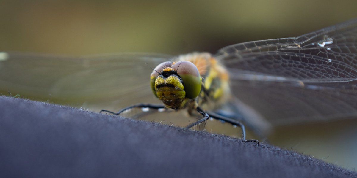 #Dragonflies are awesome. Enough said. 
#blackdarter #Sympetrumdanae on one of the #bordermires in #kielderforest, #Northumberland 

<a href="/ForestryEngland/">Forestry England</a> <a href="/BDSdragonflies/">British Dragonfly Society</a> <a href="/BBCSpringwatch/">BBC Springwatch</a> <a href="/Buzz_dont_tweet/">Buglife</a> 

#wildness #peatland #britishwildlife #talesofawildguy