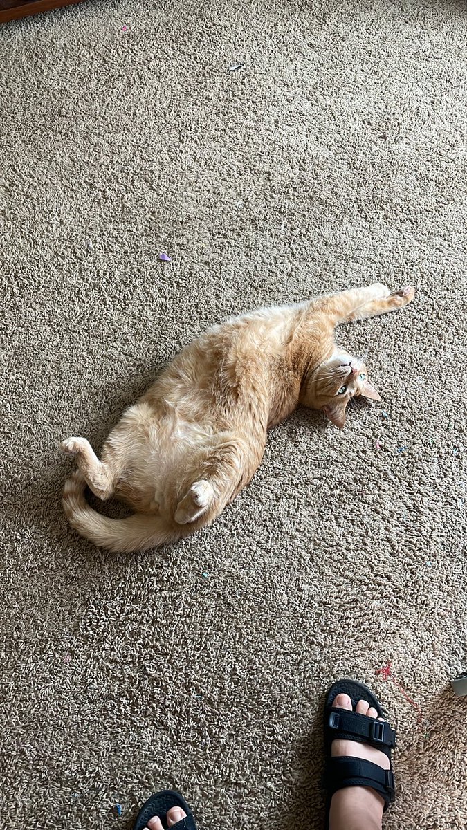 Simona_tweet's tweet photo. @Richard_H happy birthday Richard! I hope you had a fabulous day, and that a random pic of one of my cats can make it even better😁.
And I’m so excited I actually remembered the day 😆 (there’s still some brain cell working properly there, woohoo!!) https://t.co/Haxr4o7eg3