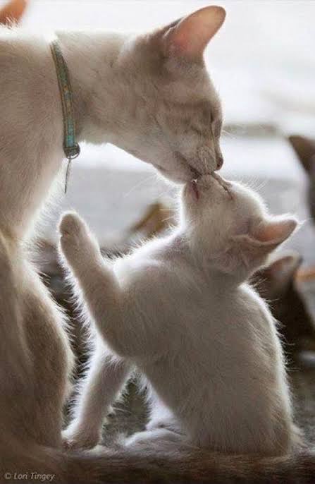 A good night kiss!🥰 Sleep well everyone and beautiful dreams!🥱😴🌙🌟🌛🌸💞🌙