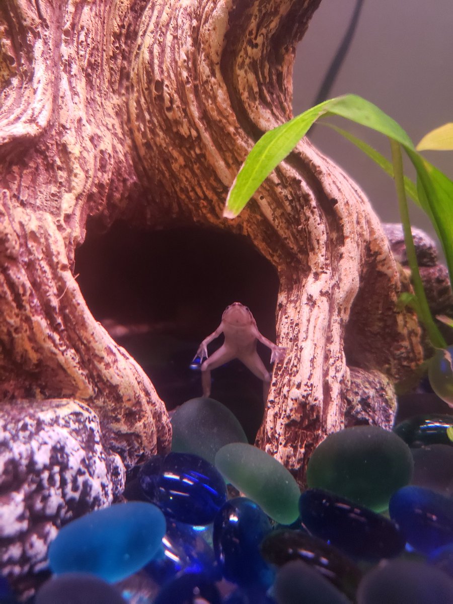 karathenerd's tweet photo. oh hey good to see ya thanks for stopping by. You want something to drink? we got uhhhhhhhhhhh shrimp https://t.co/o2wvTZXHqc