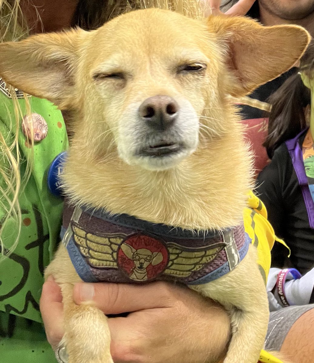 GregCipes's tweet photo. I’m not perfect but Dog is! #dogbless https://t.co/OEwaDvlGgH