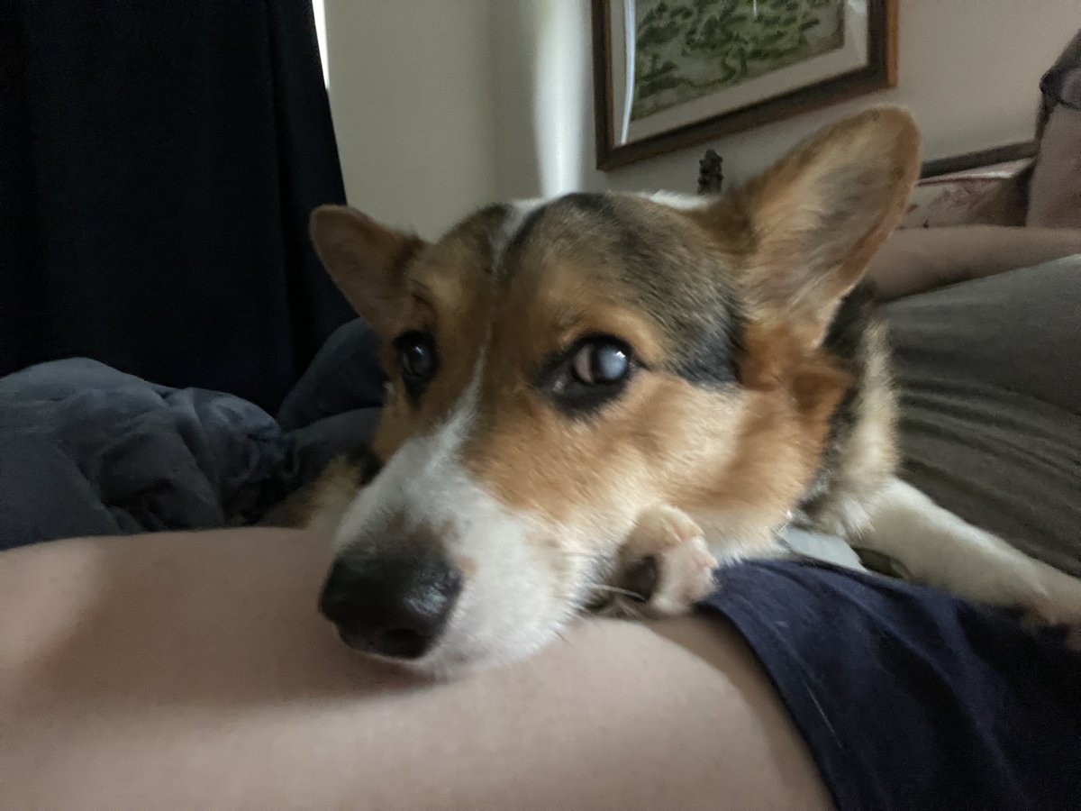 Filed under: corgies are too lap dogs! Evidence collected by Willie Nelson Brunk, esq.